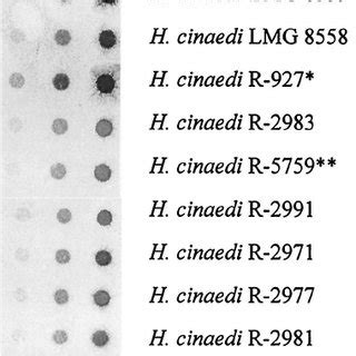 Dot Blot Dna Dna Hybridization Result Obtained With The Labeled H