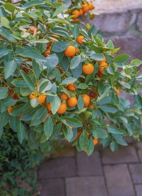 Grow At Home Easy Steps To Grow Your Own Tangerine Gardening Sun