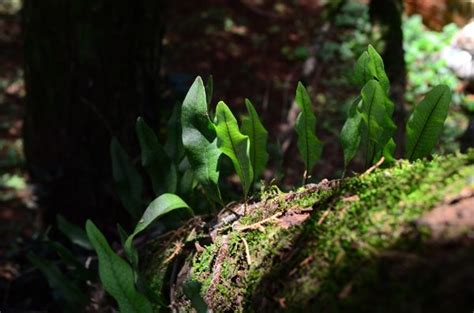 Free Images Tree Nature Forest Grass Leaf Flower Green Jungle