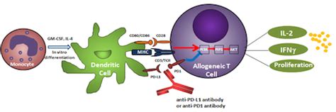 Mixed Lymphocyte Reaction Mlr Assay Chempartner