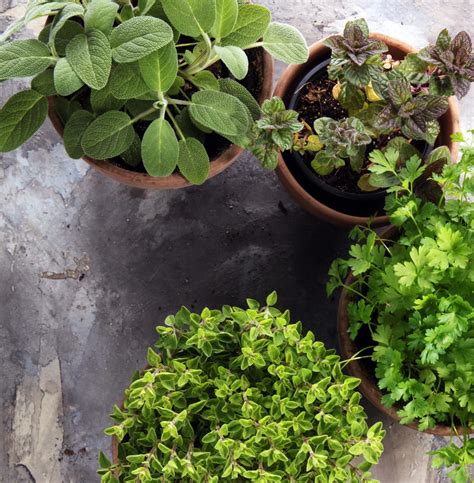 7 Creative Herb Garden Ideas For Growing Herbs In Containers Joybilee