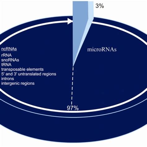 Coding And Non Coding Dna In Human Genome Download Scientific Diagram