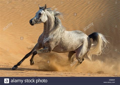 Horses Running In Desert High Resolution Stock Photography And Images