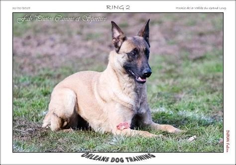 Photo Elevage De La Vall E Du Grand Loup Eleveur De Chiens Berger Belge