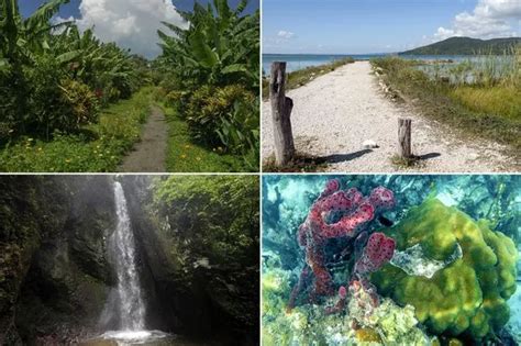 Incredible underwater rainforest in Brazil looks like the stuff of fairytales - Mirror Online