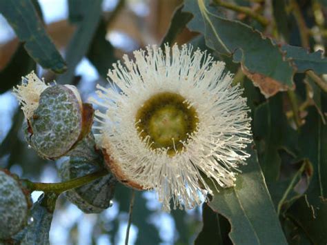 Eucalyptus Globulus Truwellness