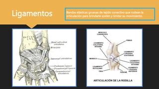 Biomecanica Y Anatomia De Articulaciones Final Pptx