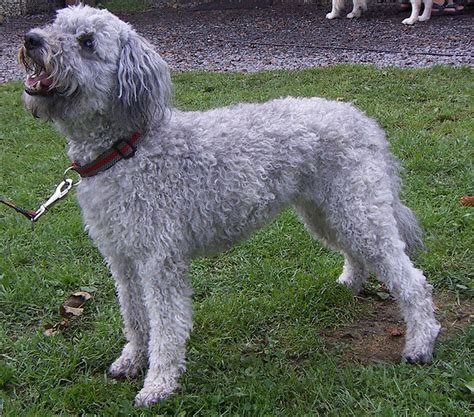 Pumi Dog Info, History, Temperament, Training, Puppies, Pictures