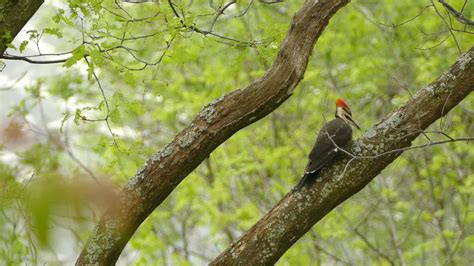 Premium Stock Video Pileated Woodpecker Climbing On Tree Branches In