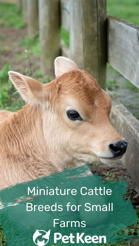 A Small Brown Cow Standing Next To A Wooden Fence With Text Overlay