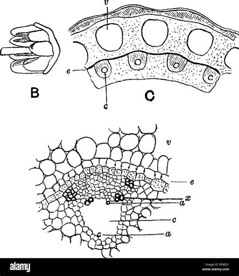 Fossil Plants For Students Of Botany And Geology Paleobotany 246