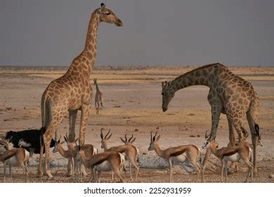 Giraffe Giraffa Camelopardalis Drinking Crowded Waterhole Stock Photo