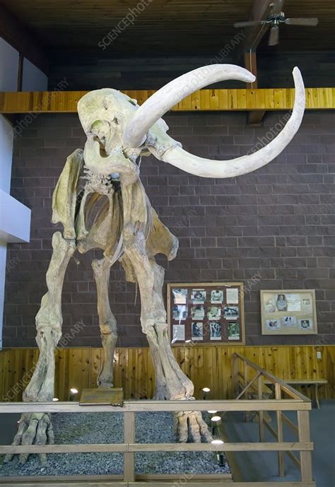 Mammoth skeleton - Stock Image - C023/0421 - Science Photo Library