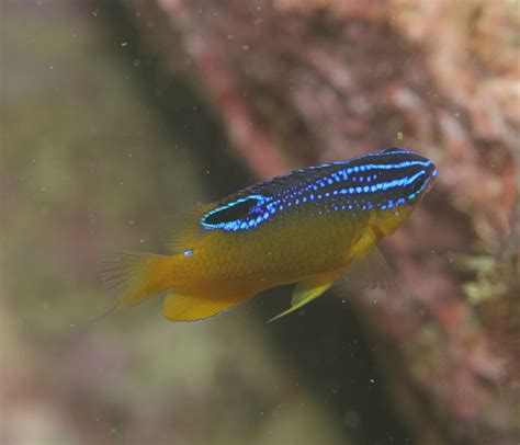 Bluespot Damsel Fishes Of Cabbage Tree Bay Aquatic Reserve Sydney