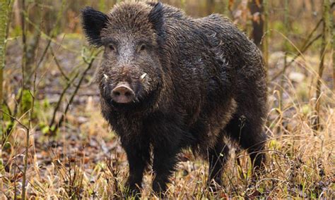 Nur Das Wildschwein Kam Ohne Kn Llchen Davon H Nne Zeitung