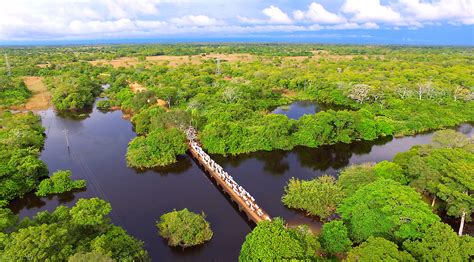 Boas Estradas E Pontes Seguras Facilitam A Retirada Do Gado Do Pantanal