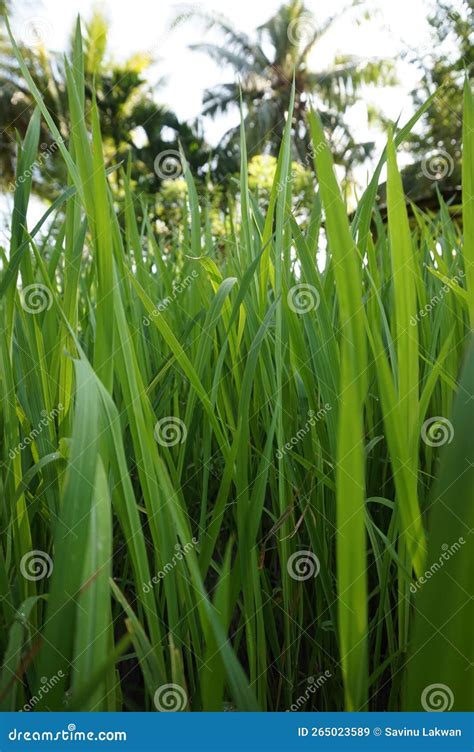 Closeup View of Paddy Plants in a Paddy Field. Stock Image - Image of ...