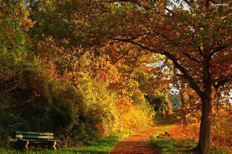 Drzewa Ławka Ścieżka Park