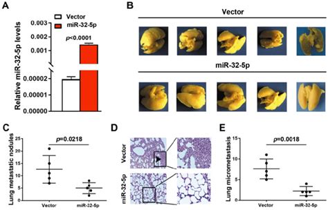 Mir P Suppresses Non Small Cell Lung Cancer Metastasis In Vivo A