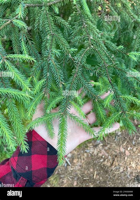 Black Spruce Picea Mariana Stock Photo Alamy