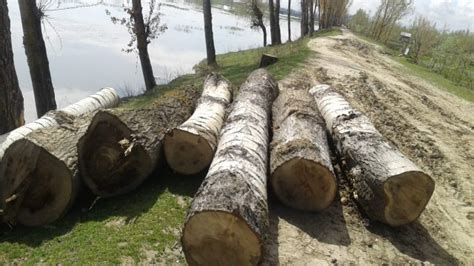 Drive To Axe Female Russian Poplar Trees Starts In North Kashmirs