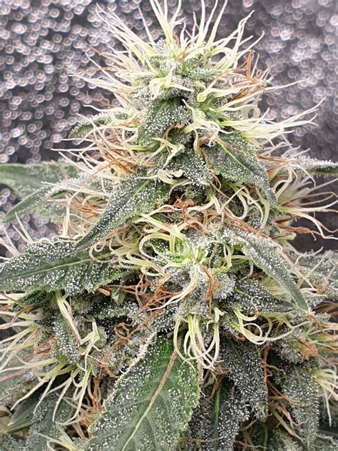 Ethos Genetics Crescendo Rbx Grow Diary Journal Week By