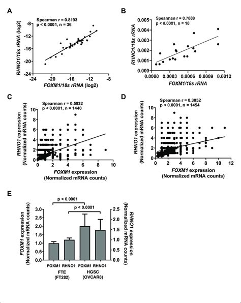 Foxm1 And Rhno1 Expression Correlates In High Grade Serous Carcinoma