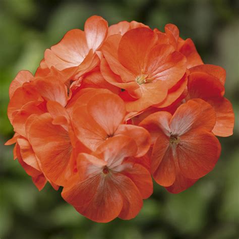 Geranium Pinto Premium Deep Red