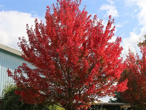 Maple, Red Redpointe - Campbells Nursery