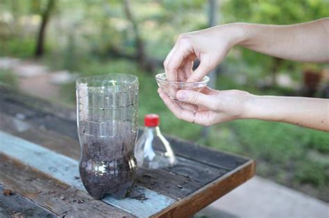 Crea Tu Propio Ecosistema En Una Botella Y M Ralo Crecer Qore