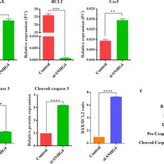 Effect Of Lncrna Snhg Knockdown On Cell Progression And Apoptosis In