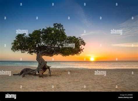 Divi-divi tree on Eagle Beach. The famous Divi Divi tree is Aruba's ...