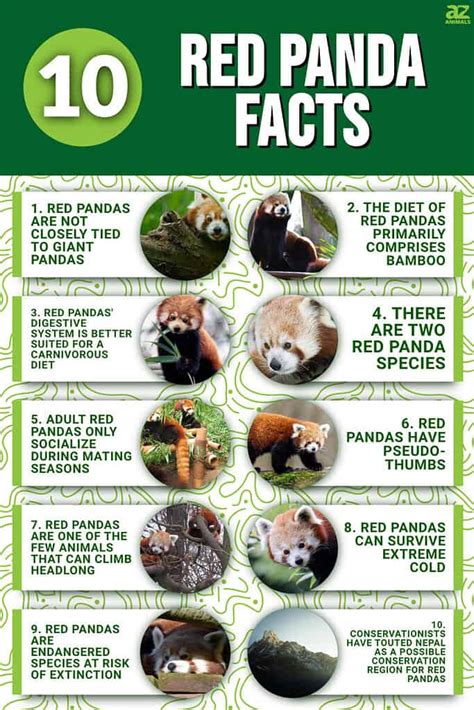 10 Essential Facts About Red Pandas - A-Z Animals