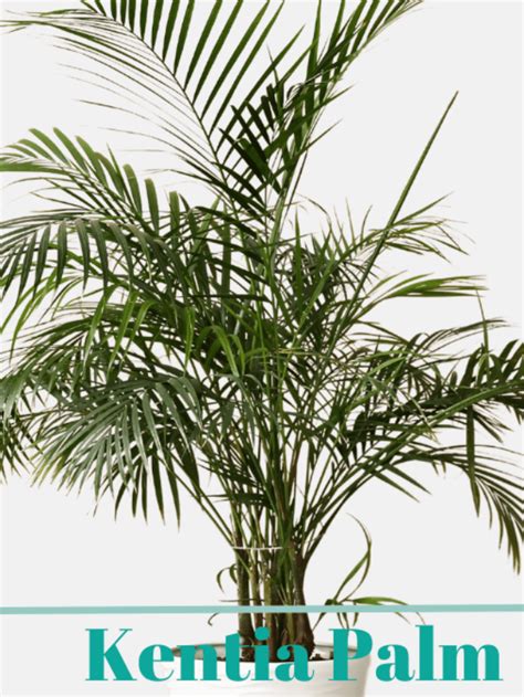 Beginner S Guide How To Care For Kentia Palm Howea Forsteriana