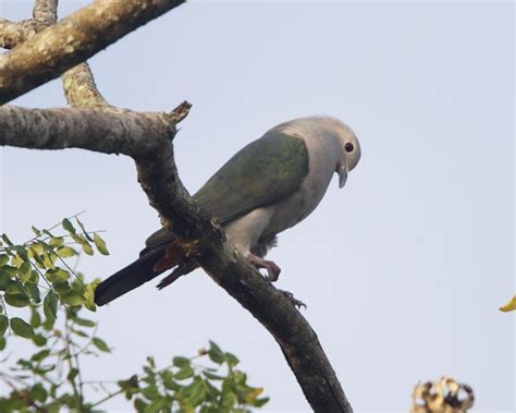 Green Imperial Pigeon Ducula Aenea Green Imperial Pigeon Flickr