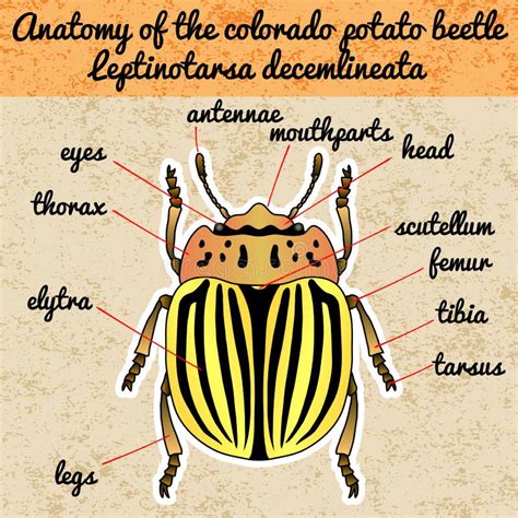 Anatom A Del Insecto Escarabajo De Patata De Colorado De La Etiqueta