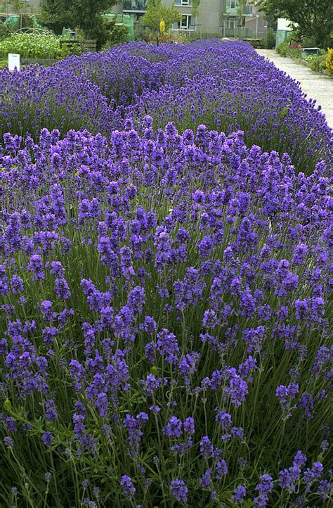 Lawenda W Skolistna Lavandula Angustifolia Byliny Ogrodowe K N