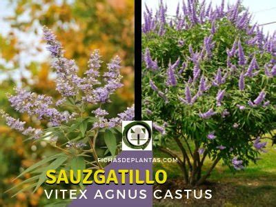 Sauzgatillo Vitex Agnus Castus Descripci N Nica Y Propiedades