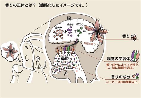 コーヒーの「香りの効能」あなたに必要なのはどっち？ 【 本格焙煎コーヒー専門店】カフェ・ド・シェフ