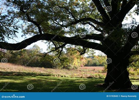 Old Oak Tree Stock Image Image Of Tree Shadow Branches 5192843