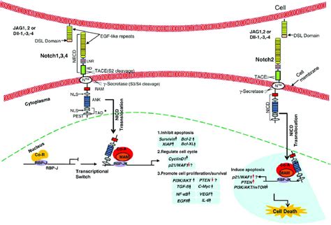 Notch Signaling And Its Possible Downstream Targets In Breast Cancer