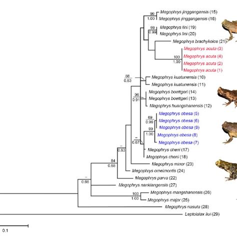 Bayesian Inference Tree Derived From Partial Dna Sequences Of The