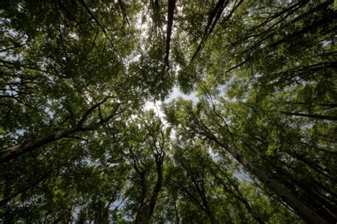 Kostenlose Foto Baum Natur Wald Himmel Sonnenlicht Blatt