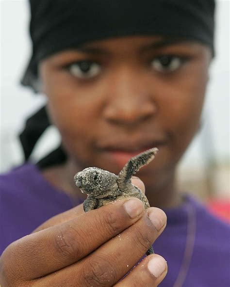 Free Picture Afro American Girl Up Close Baby Loggerhead Turtle