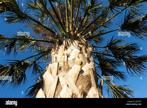 Leaf Scars Called Bootjacks On The Trunks Of Sabal Palms Sabal