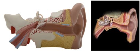 Ear Anterior View Diagram Quizlet