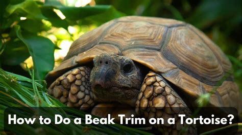 How To Trim A Tortoise Beak A Complete Guide Tortoise Website