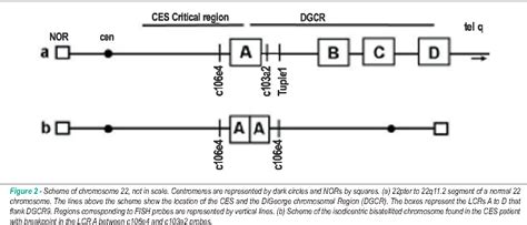 [PDF] Interrupted aortic arch type B in A patient with cat eye syndrome. | Semantic Scholar