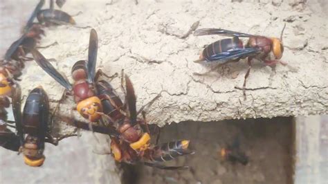 Giant Murder Hornetvespa Mandariniaasian Giant Hornets Nest Removal