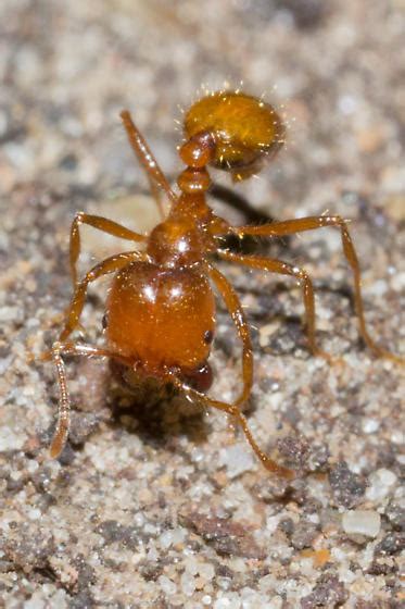 Solenopsis Geminata Attack By Pseudacteon Solenopsis Geminata Bugguidenet